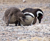Two megellanic penguin chicks at Punta Tombo rookery Photo from Susan's Story, Two megellanic penguin chicks at Punta Tombo rookery