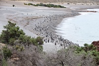 Megellanic penguins on the beach at Punta Tombo rookery in Patagonia Susan's Story, Megellanic penguins on the beach at Punta Tombo rookery in Patagonia