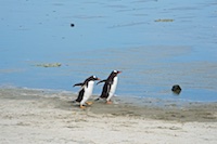 Some gentoo penguin chicks at Bluff Cove Susan's Story, Some gentoo penguin chicks at Bluff Cove