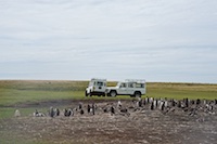 On our Land Rover trek we came across these gentoo and king penguins near the show Photo from Susan's Story, On our Land Rover trek we came across these gentoo and king penguins near the show