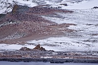 A penguin rookery in Admiralty Bay Susan's Story, A penguin rookery in Admiralty Bay