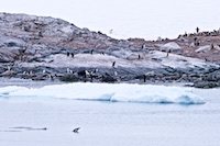 A gentoo penguin rookery in Paradise Harbor in Antarctica Susan's Story, A gentoo penguin rookery in Paradise Harbor in Antarctica