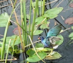 We saw this beautiful Purple Gallinule in the Everglades We saw this beautiful Purple Gallinule in the Everglades