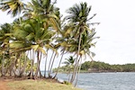 Devil’s Island, French Guiana. The view of Devil's Island from Isle Royal showing the terrible currents Devil’s Island, French Guiana. Photo from Susan's Story, The view of Devil's Island from Isle Royal showing the terrible currents