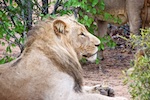 A lion we saw on a game drive in Motswari. A lion we saw on a game drive in Motswari.