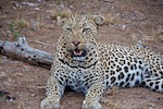 Motswari Private Game Reserve. A leopard we saw Motswari Private Game Reserve. Photo from Susan's Story, A leopard we saw