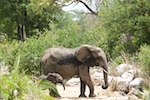 Motswari Private Game Reserve. Elephants we saw Motswari Private Game Reserve. Susan's Story, Elephants we saw