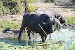 Motswari Private Game Reserve. A cape buffalo we saw Motswari Private Game Reserve. Susan's Story, A cape buffalo we saw