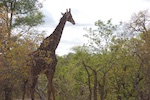 Photo from Susan's Story, a giraffe we saw Photo from Susan's Story, a giraffe we saw