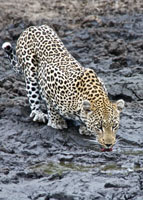 A leopard we saw at Motswari Private Game Reserve Susan's Story, A leopard we saw at Motswari Private Game Reserve