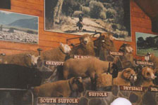 the different kinds of sheep in New Zealand Photo from Susan's Story, the different kinds of sheep in New Zealand, a display
