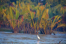 Sundarbans wildlife and scenery Photo from Susan's Story, Sundarbans wildlife and scenery