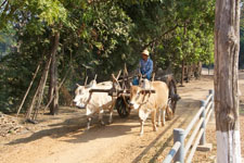 Today we will visit Kan Nee and the Museum of the Srikshetra period in the 6th & 7th centuries!  Photo from Susan's Story, Magway pix
