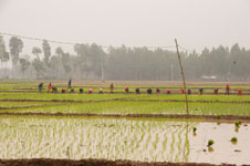 Rice fields along the journey Photo from Susan's Story, rice fields