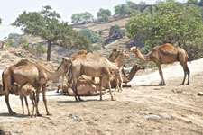 camels in Oman Photo from Susan's Story, camels we saw in Oman