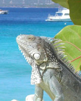 Iguana Susan's Story, an Iguana