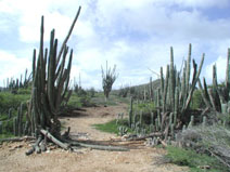 Bonaire Terrain Photo from Susan's Story, Bonaire Terrain