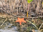 a sea star saw at Harvest Caye, Belize Susan's Story, a sea star saw at Harvest Caye, Beliz