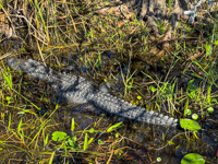 Photo from Susan's Story, An alligator we saw in the Everglades
