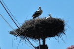 Storks and their chicks are common in this region of Poland Photo from Susan's Story, Europe 2018, Storks and their chicks are common in this region of Poland