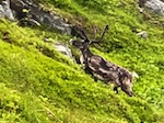 A reindeer we saw near Hammerfest, Norway Photo from Susan's Story, Europe 2018, A reindeer we saw near Hammerfest, Norway