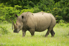 a rhinoceros we saw Photo from Susan's Story, a rhinoceros we saw