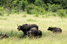 at the game reserve we saw these animals Photo from Susan's Story, water buffalo at the game reserve