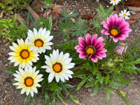 Glover Gardens Susan's Story, Glover Gardens