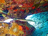 Underwater photo from the reef off of Eden Beach in Bonaire Susan's Story, Underwater photo from the reef off of Eden Beach in Bonaire