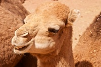 A camel we saw in the Ourika Valley Susan's Story, A camel we saw in the Ourika Valley