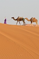 A camel caravan on the Sahara Desert in Morocco Susan's Story main heading picture, A camel caravan on the Sahara Desert in Morocco