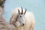 A mountain goat we saw in Jasper National Park Susan's Story, A mountain goat we saw in Jasper National Park