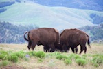 Two buffalos we saw fighting near the road in Yellowstone National Park Photo from Susan's Story, Two buffalos we saw fighting near the road in Yellowstone National Park
