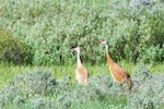 Some birds we saw between the Grand Tetons and Yellowstone Photo from Susan's Story, Some birds we saw between the Grand Tetons and Yellowstone