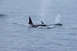 Some orcas we saw in Kenai Fjords National Park Susan's Story, Some orcas we saw in Kenai Fjords National Park