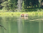 A moose with two calves we saw on our hike on Horshoe Lake Trail in Denali National Park Susan's Story, A moose with two calves we saw on our hike on Horshoe Lake Trail in Denali National Park