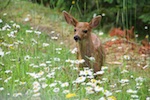 This young deer came very close to Susan and she took it's picture Photo from Susan's Story, This young deer came very close to Susan and she took it's picture