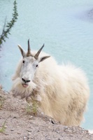 A mountain goat we encountered in Jasper National Park Susan's Story, Jasper National Park
