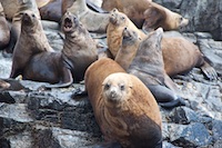 Susan's Story, Seals we saw as we turned the corner at the southern end of Bruny Island into the Great Southern Ocean