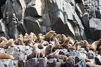Susan's Story, More Seals we saw as we turned the corner at the southern end of Bruny Island into the Great Southern Ocean