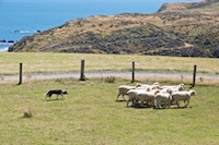 Susan's Story, A border collie hearding sheep at Pencarrow Station