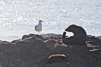 Photo from Susan's Story, A seal I saw on our wildlife safari near Dunedin, New Zealand