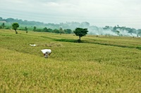 Photo from Susan's Story, Rice paddies we saw driving on the Indonesian island of Bali toward Tonah Lot