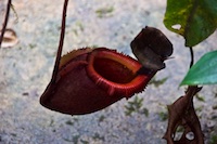 Susan's Story, A large red picture plant we saw in Kinabalu Park in Sabah on Borneo