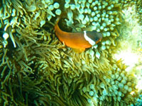 A clown fish in an anemone Susan's Story, A clown fish in an anemone