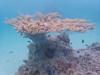A large soft coral we saw Susan's Story, A large soft coral we saw