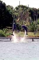Roatan, Anthonys Key Susan's Story, Anthonys Key Dolphin Adventure