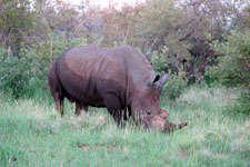 a white rhinoceros we saw Photo from Susan's Story, a white rhinoceros we saw