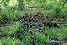 a leopard we saw today Photo from Susan's Story, a leopard we saw today