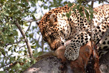 the leopard with his kill Susan's Story, a leopard with his kill